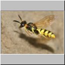 Philanthus triangulum - Bienenwolf w39b beim Nestanflug - Sandgrube OS-Wallenhorst.jpg